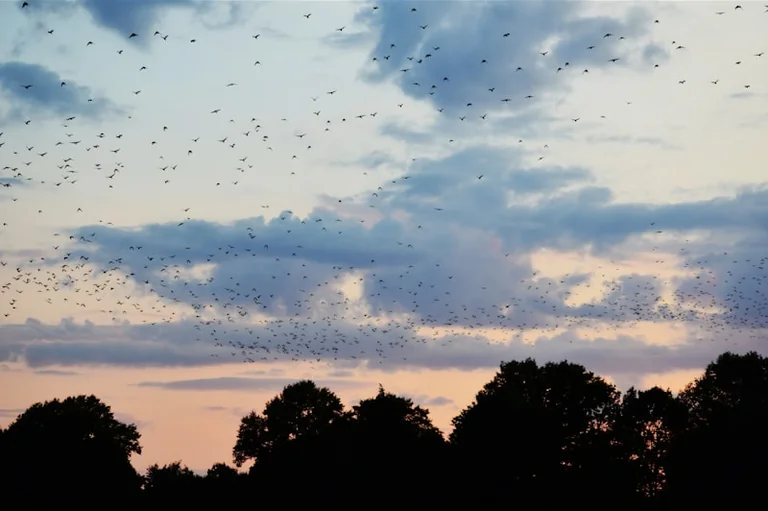 Fledermäuse beobachten: So gelingt der Abendspaziergang im August