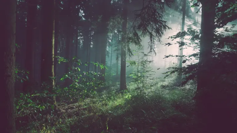 Im Wald den Weg suchen: Was der Traum spiegeln kann