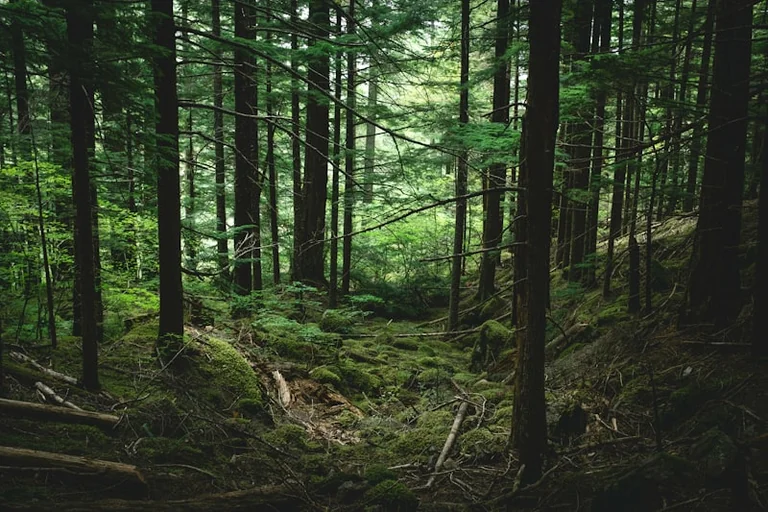Im Wald den Weg suchen: Was der Traum spiegeln kann