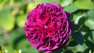 Eine einzelne, tiefviolette Rose in voller Blüte als Symbol für stoische Ruhe.