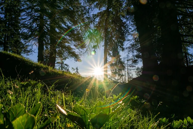 Morgenlicht: So unterstützt es einen stabileren Tagesrhythmus