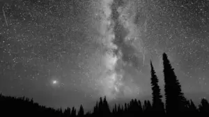 Sternschnuppenregen der Perseiden über einer nächtlichen Waldsilhouette unter dem klaren Sternenhimmel.