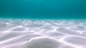 Ein ruhiger Blick unter die Wasseroberfläche an einem sonnigen Tag im klaren Wasser.