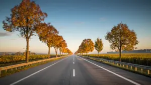 Eine lange, gerade Straße umgeben von Bäumen im goldenen Licht der Herbstsonne.