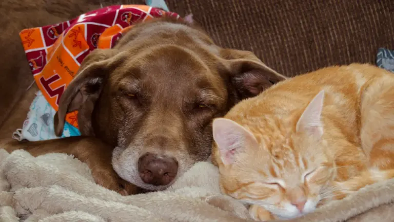 Tiere im Traum: Warum Hund, Katze und Vogel für jeden etwas anderes bedeuten