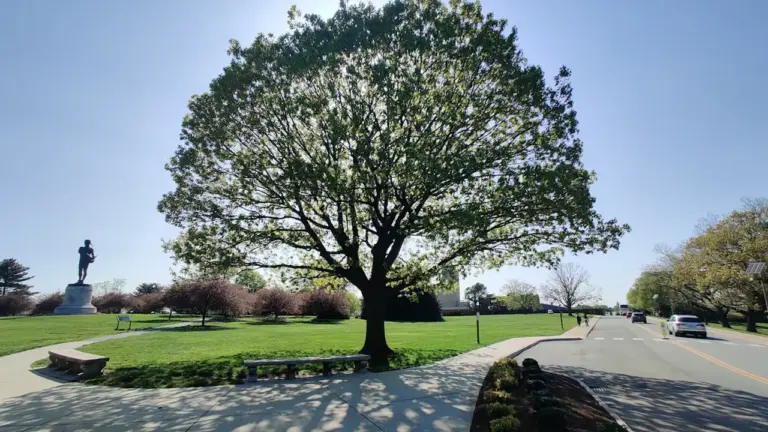 Ein sonniger Tag im Fort McHenry Park in Maryland mit einem großen grünen Baum.