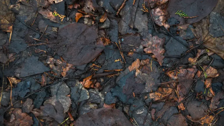 Nasses Herbstlaub: Wo Wege und Straßen rutschig werden