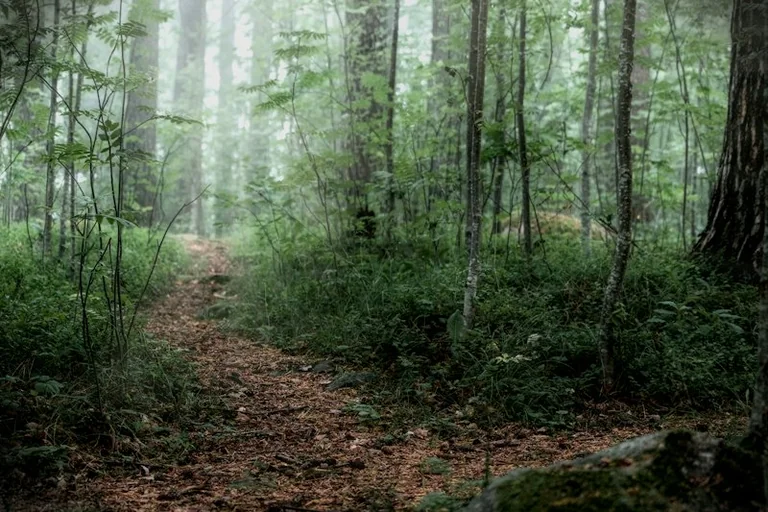 Wald im Traum: Warum die Stimmung wichtiger ist als ein Symbol